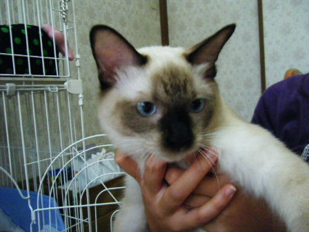 2010_0824マカロニ0008.JPG