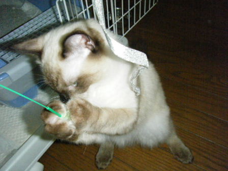 2010_0824マカロニ0021.JPG