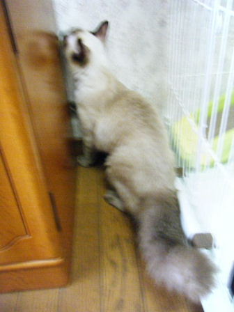 2010_0824マカロニ0017.JPG