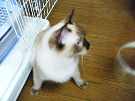2010_0824マカロニ0022.JPG