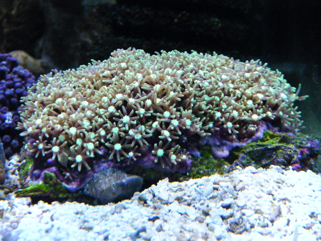 2009_0508バートレットアンティ0013.JPG