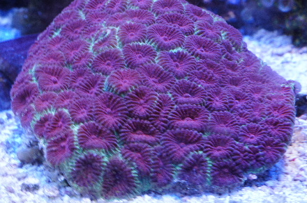 2011_1018キクメイシ0001.JPG