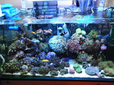 2009_1207水槽全景0005.JPG