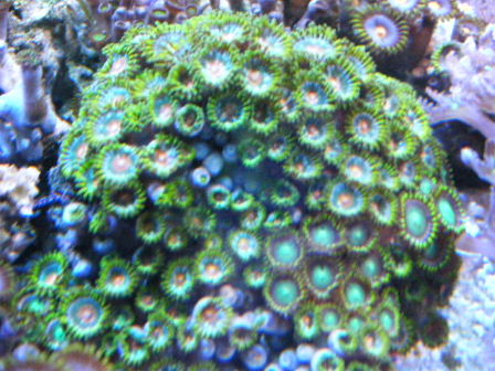 2010_0713マメスナ、ユラユラ系0045.JPG