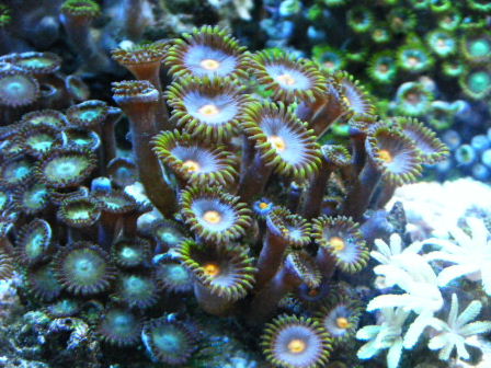 2010_0713マメスナ、ユラユラ系0048.JPG