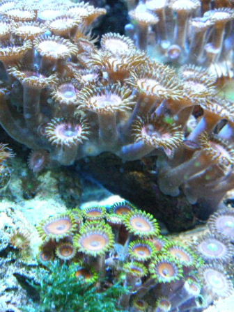 2010_0713マメスナ、ユラユラ系0050.JPG