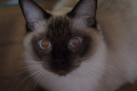 2010_1216マカロニ0020.JPG