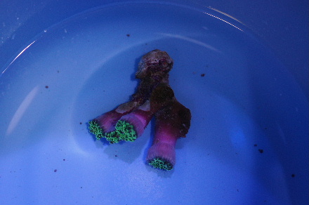 2011_1025ヒラムシ、ハナブサ0010.JPG
