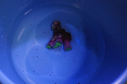 2011_1025ヒラムシ、ハナブサ0011.JPG