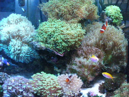 2010_0713マメスナ、ユラユラ系0023.JPG