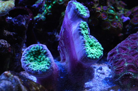 2011_1025ヒラムシ、ハナブサ0012.JPG