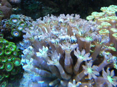 2010_0713マメスナ、ユラユラ系0035.JPG