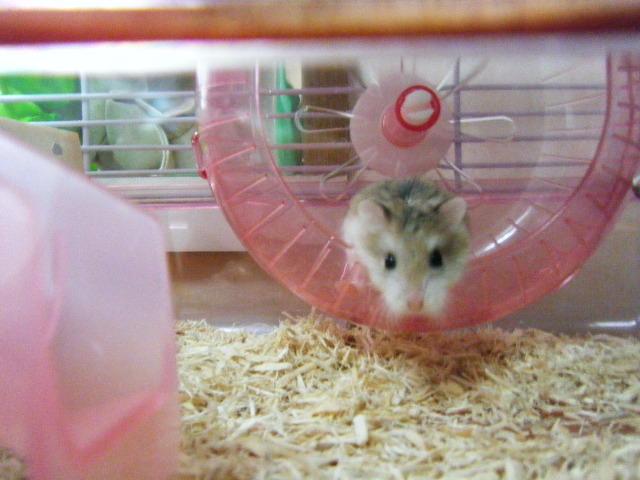 2009_0528リス、ハム0012.JPG