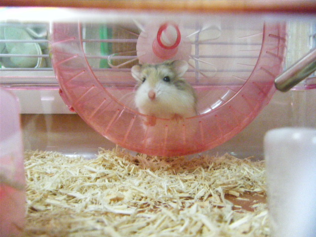 2009_0528リス、ハム0020.JPG