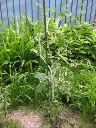 唯一最初から元気な黄色いミニトマト