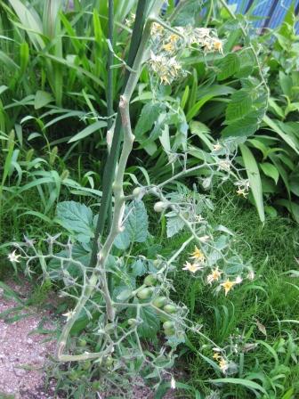 実もたくさん付いて元気に育ってます♪