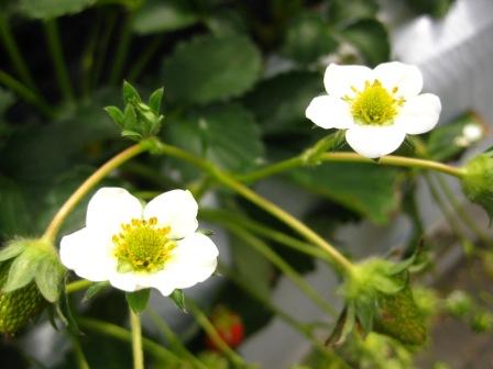 いちごの花