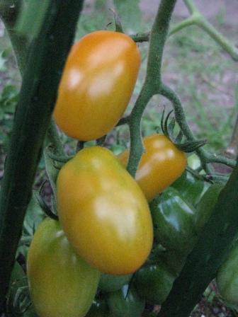 黄色に色づき始めました！！