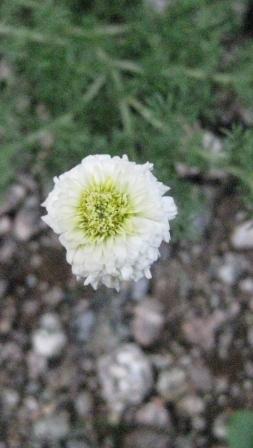 カモミールのお花！