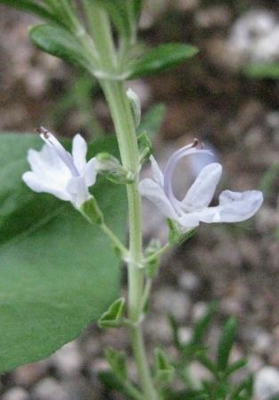 ローズマリーのお花！