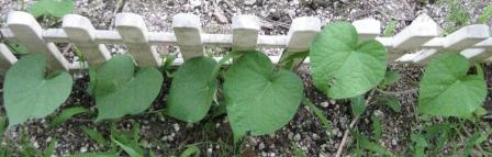 柵にツルを伸ばして…