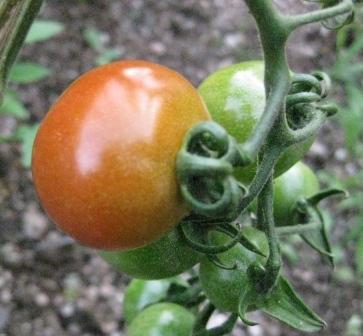 赤のミニトマトも色づいてます！