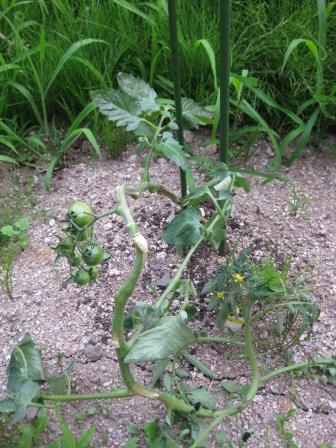 赤のミニトマトに悲劇が…