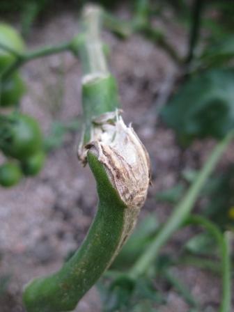 幹の部分がぽっきり…