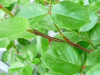 cyugai