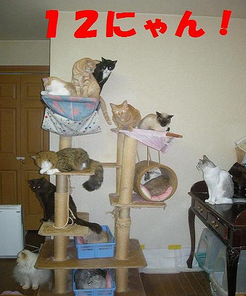 猫のなる木 005.jpg