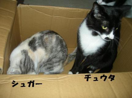 2010-03-20 09:20:34