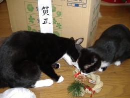 2008-12-30 14:33:38
