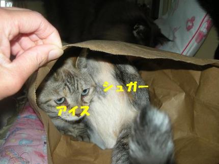 2010-06-03 09:31:17