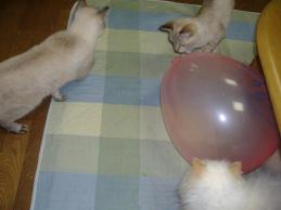 2008-12-28 07:57:23