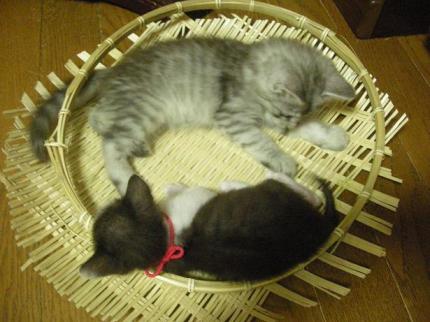 2010-09-20 10:41:33