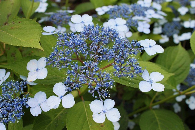 あじさい　紫陽花　アジサイ