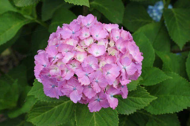 あじさい　紫陽花　アジサイ