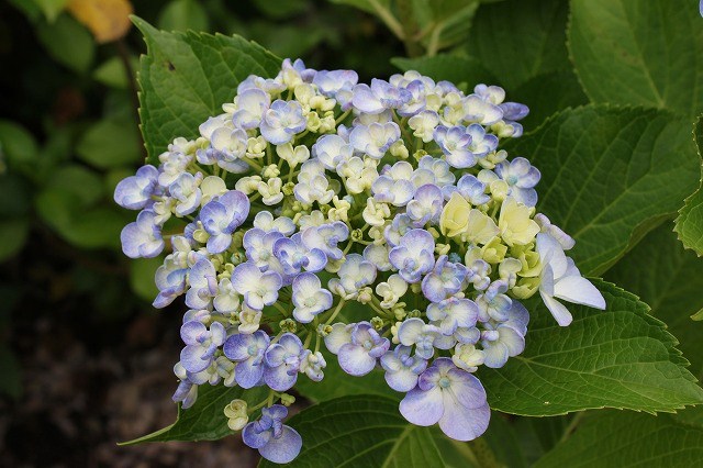 あじさい　紫陽花　アジサイ