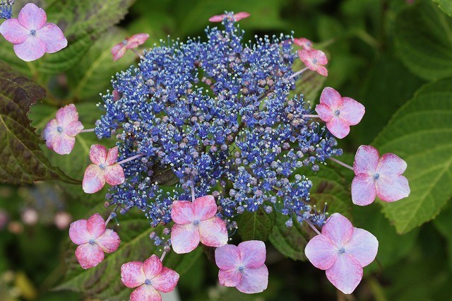 あじさい　紫陽花　アジサイ