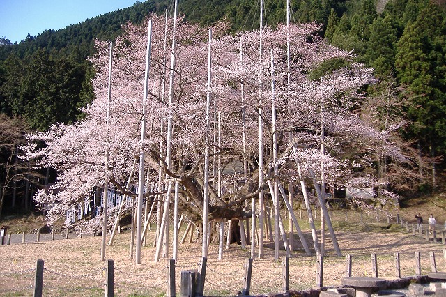 根尾　薄墨桜