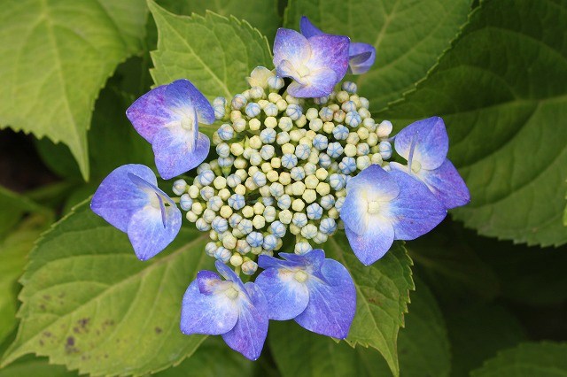 あじさい　紫陽花　アジサイ