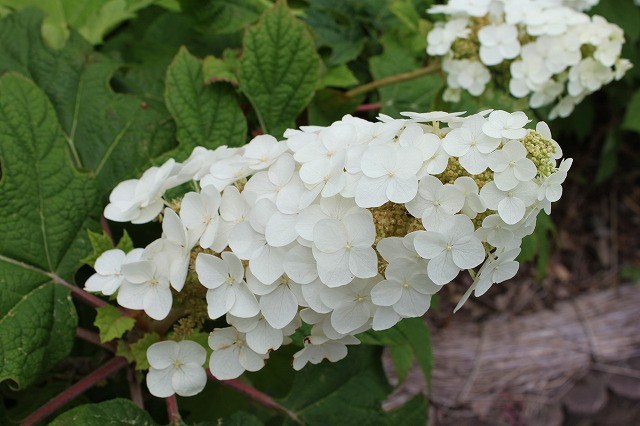 あじさい　紫陽花　アジサイ