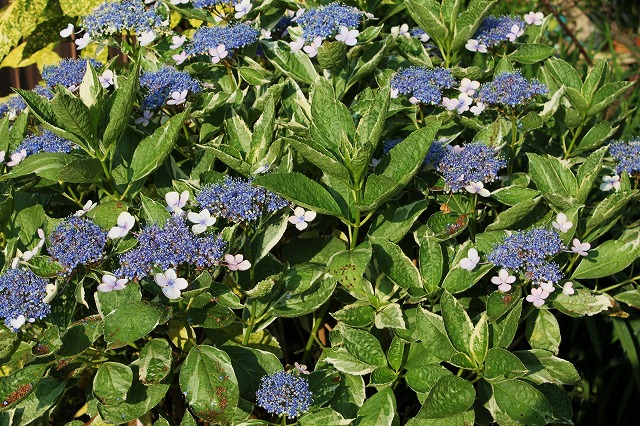 我が家の紫陽花（アジサイ）