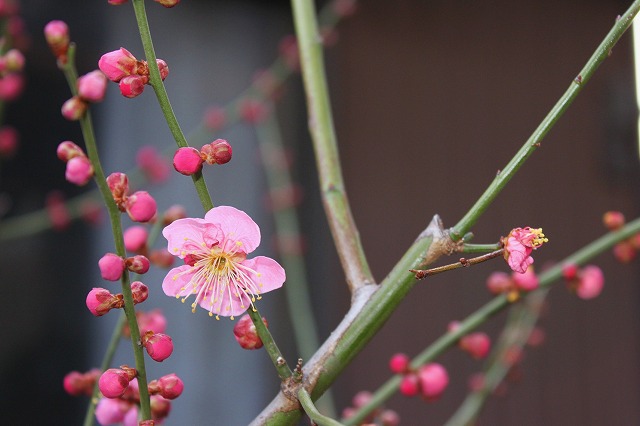 庭の梅の花・・・