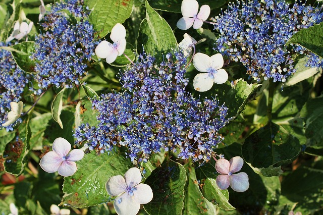 我が家の紫陽花（アジサイ）