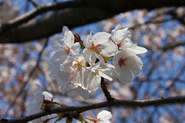 ご近所の桜　満開近し・・・