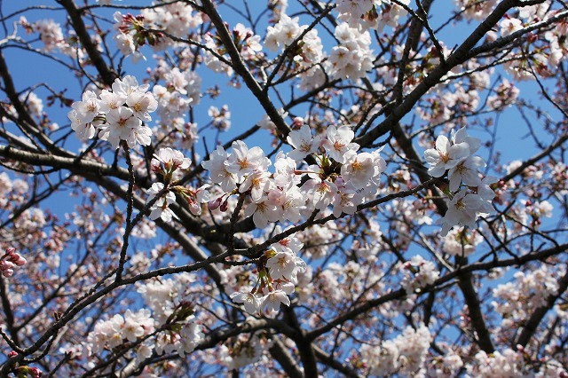 ご近所の桜　満開近し・・・