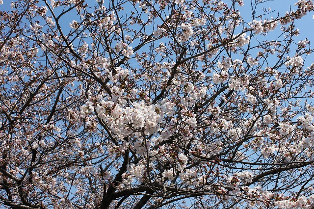 ご近所の桜　満開近し・・・