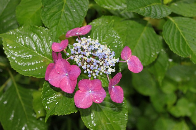 あじさい　紫陽花