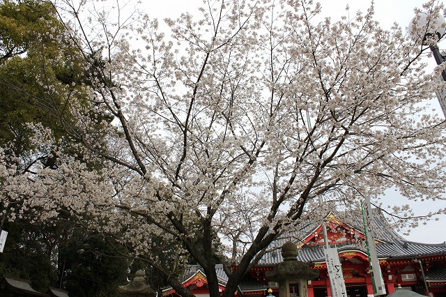 桜 満開